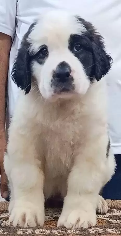Kira 
