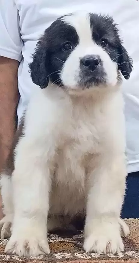 Amora 