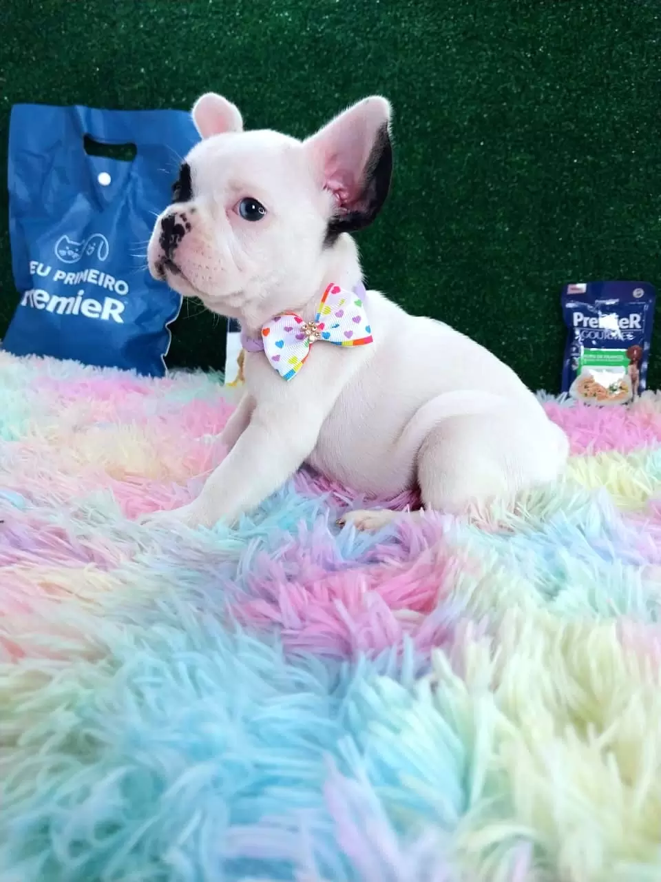 Bulldog Francês Pirata Fêmea