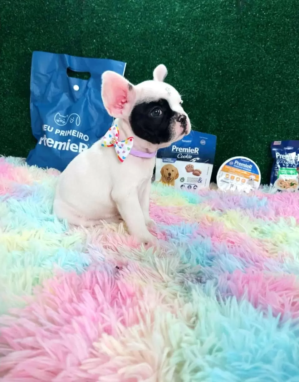 Bulldog Francês Pirata Fêmea