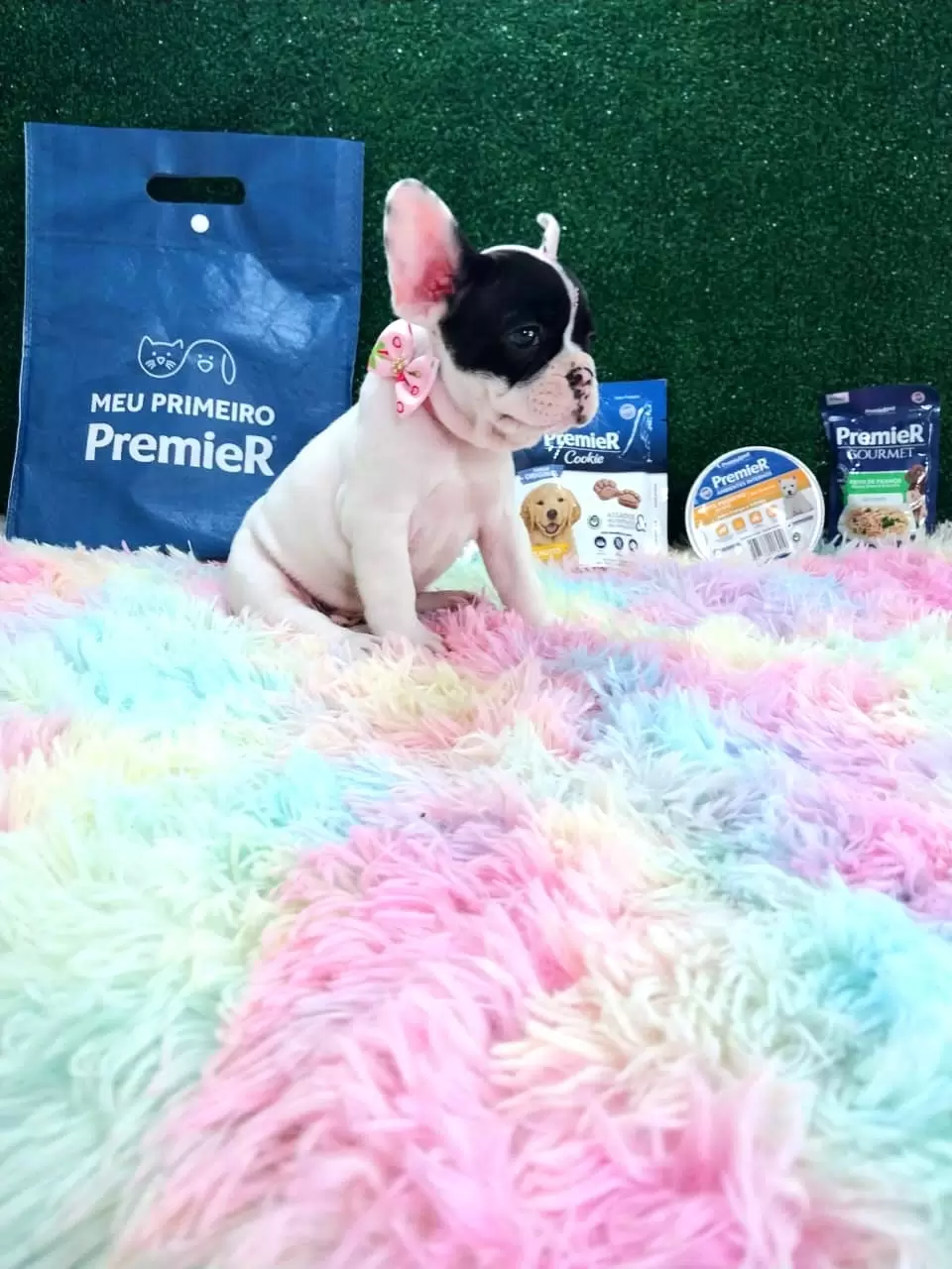 Bulldog Francês Fêmea Mascarado