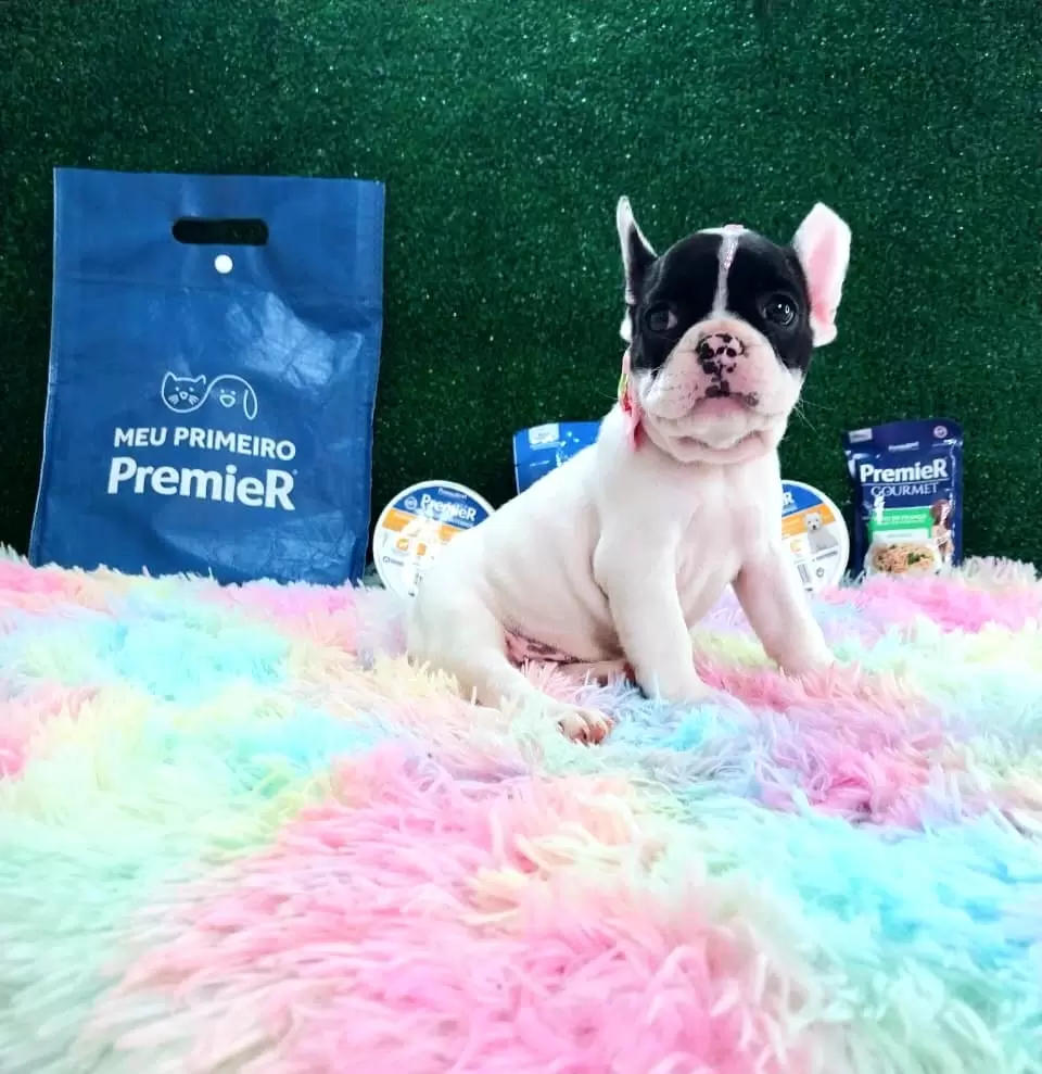 Bulldog Francês Fêmea Mascarado