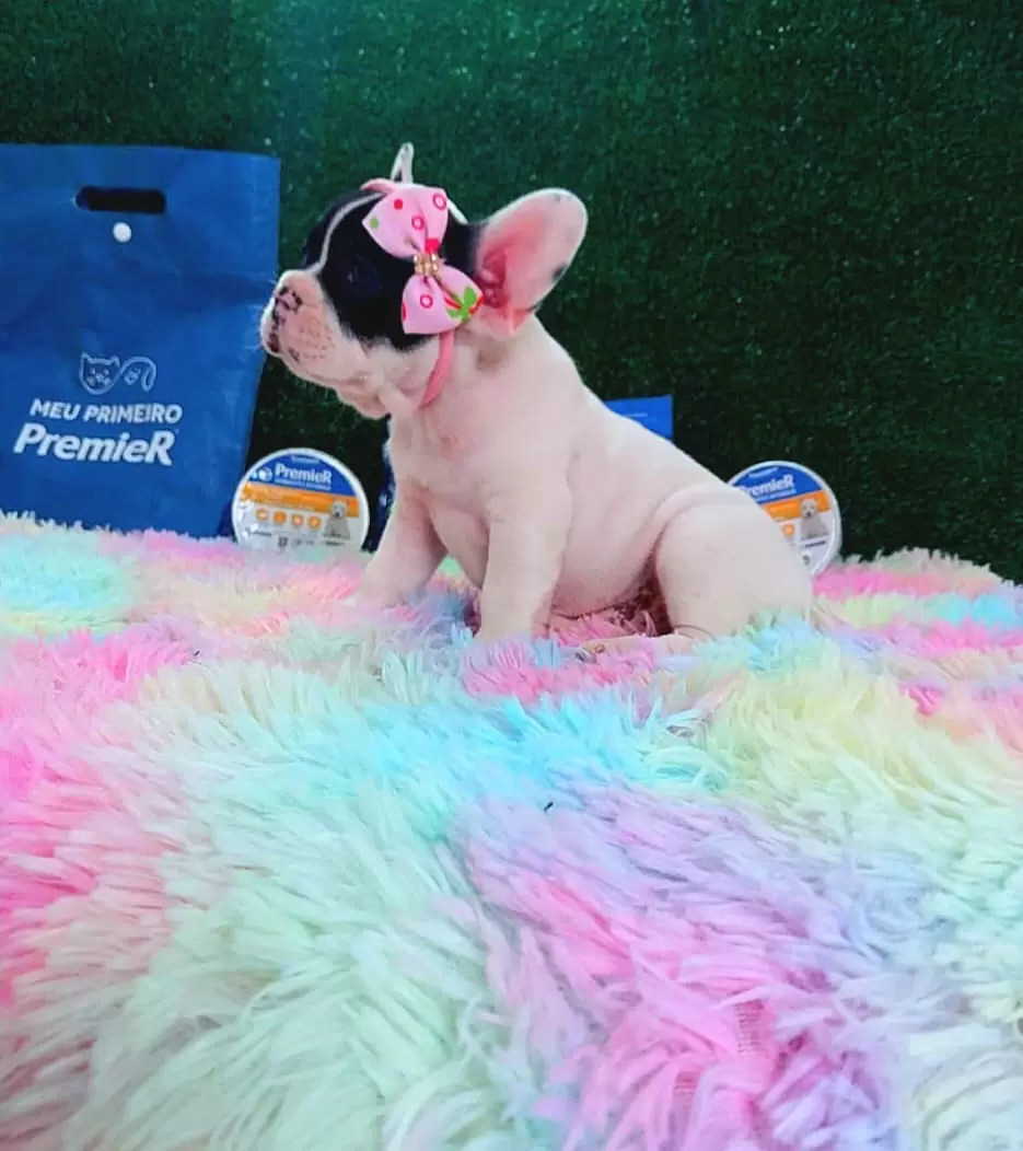 Bulldog Francês Fêmea Mascarado