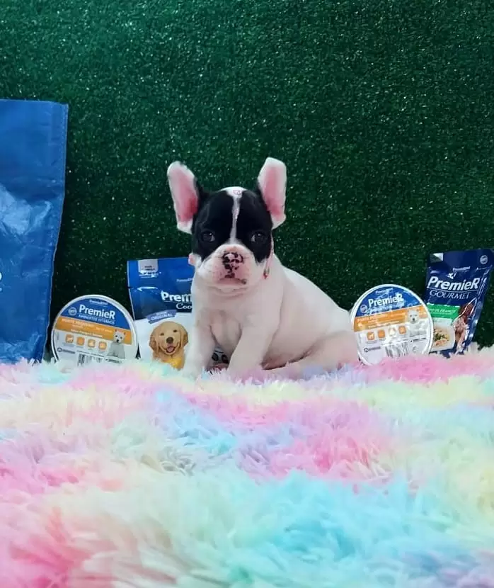 Bulldog Francês Fêmea Mascarado