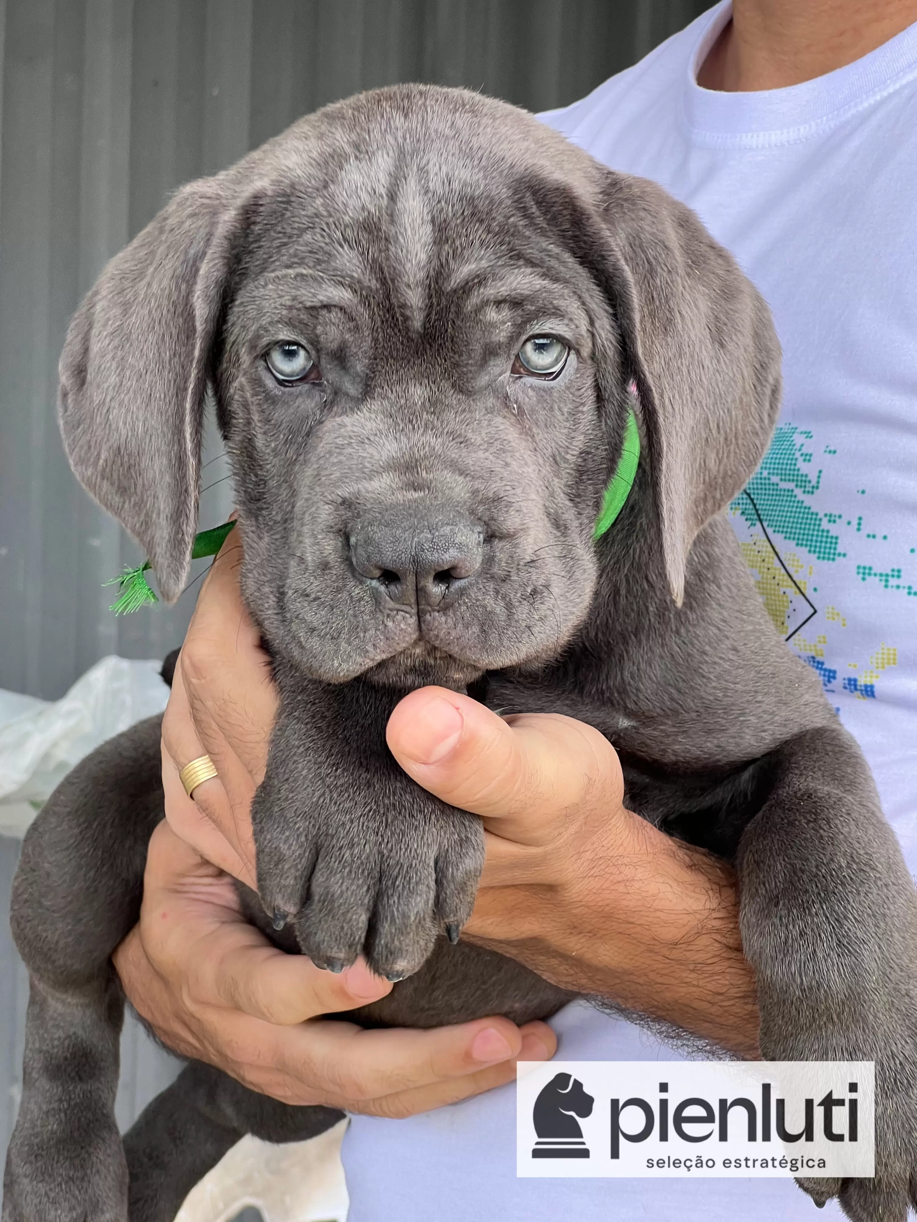 Zeus