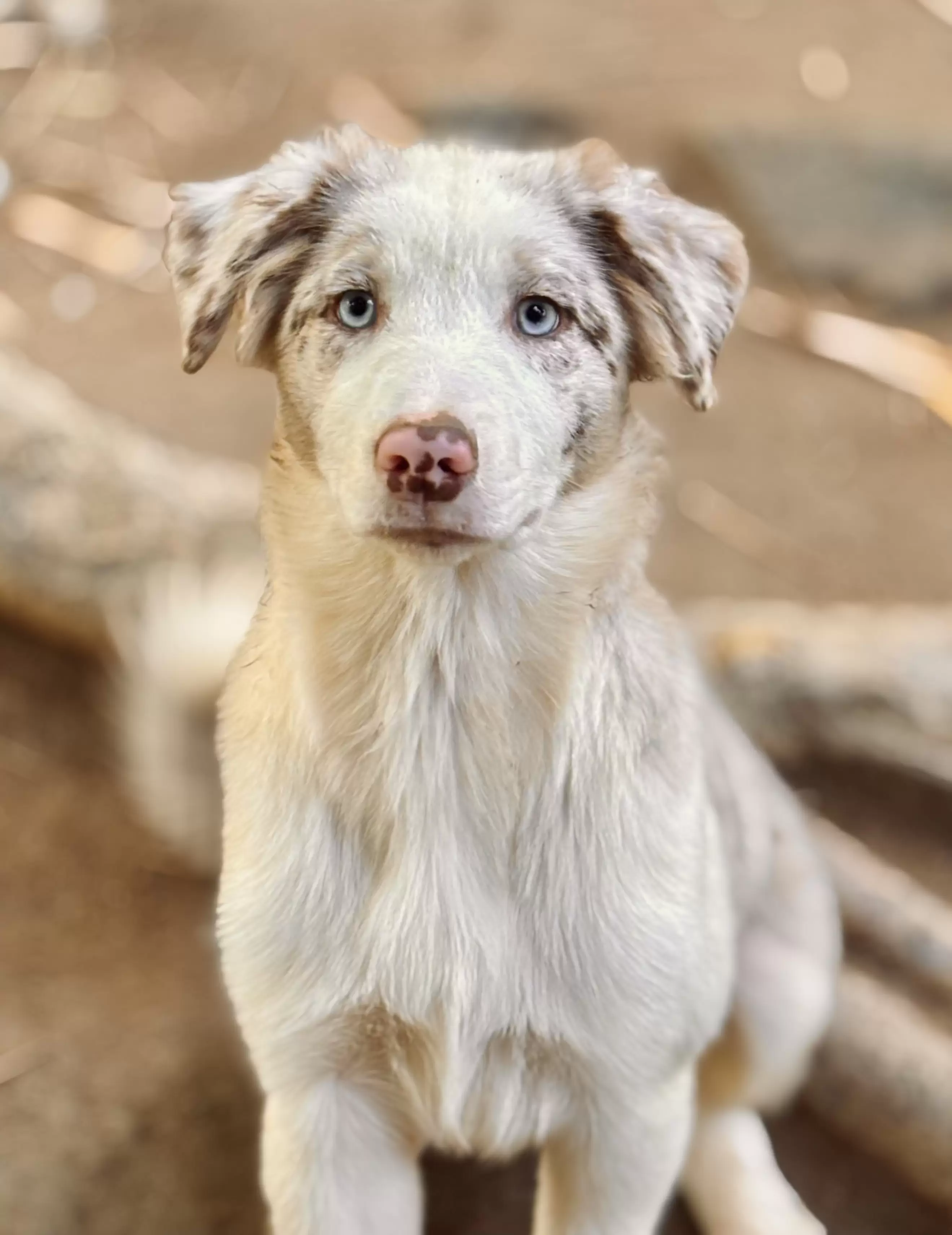 Pepper 