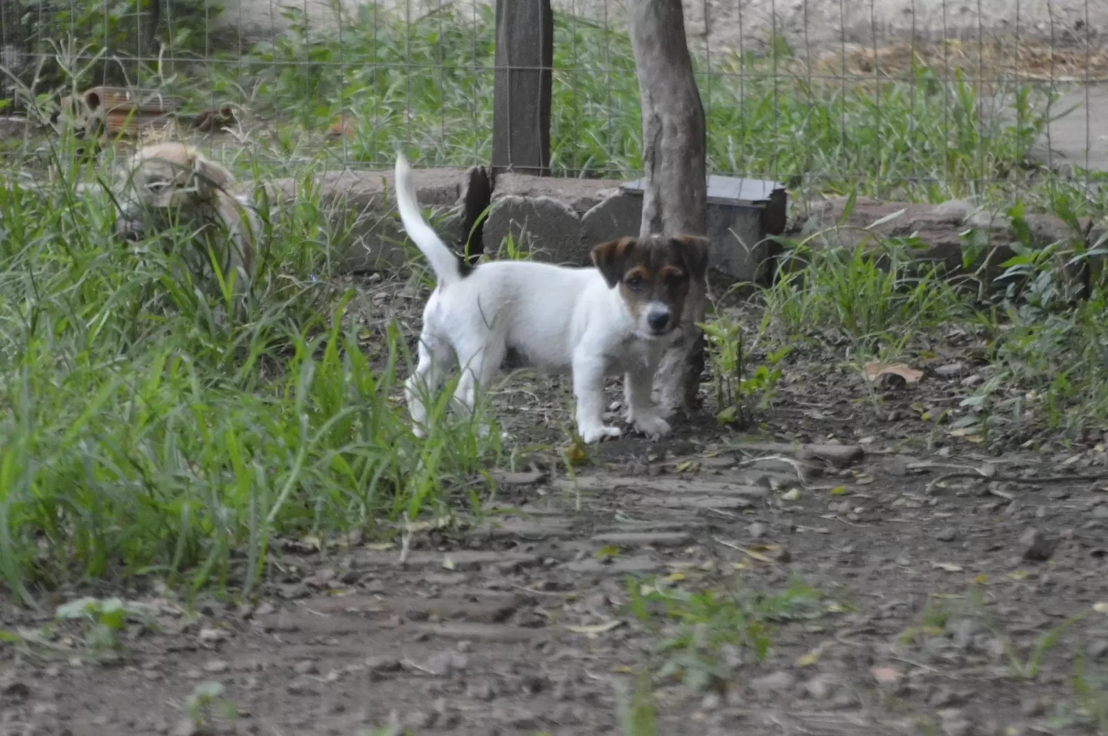 Pantera Negra JRT Kuro Senshi