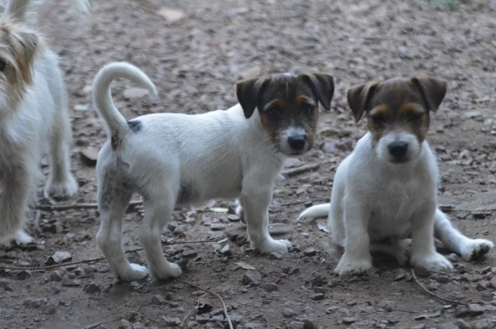 Pantera Negra JRT Kuro Senshi