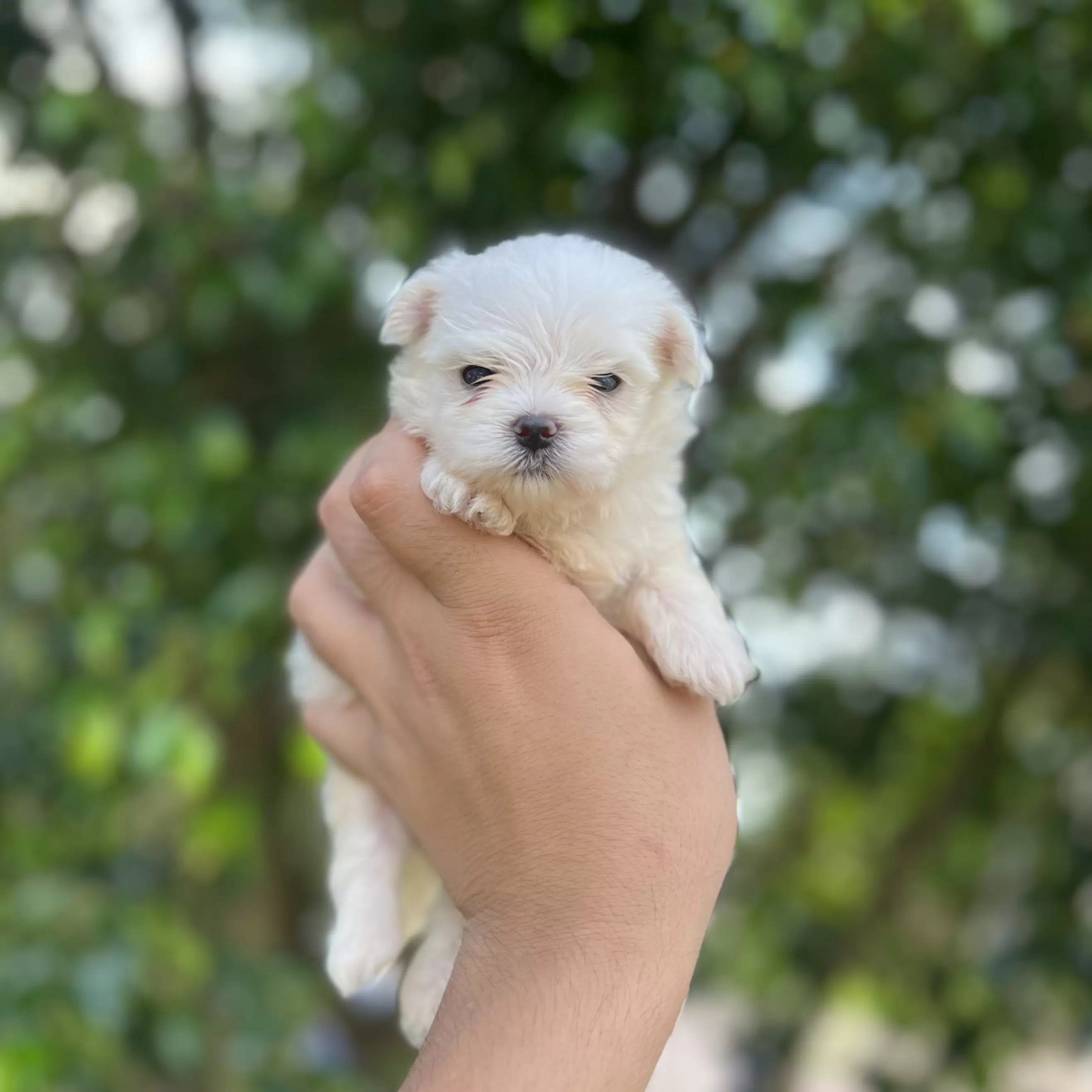 PEQUENO LOBO VICENTE