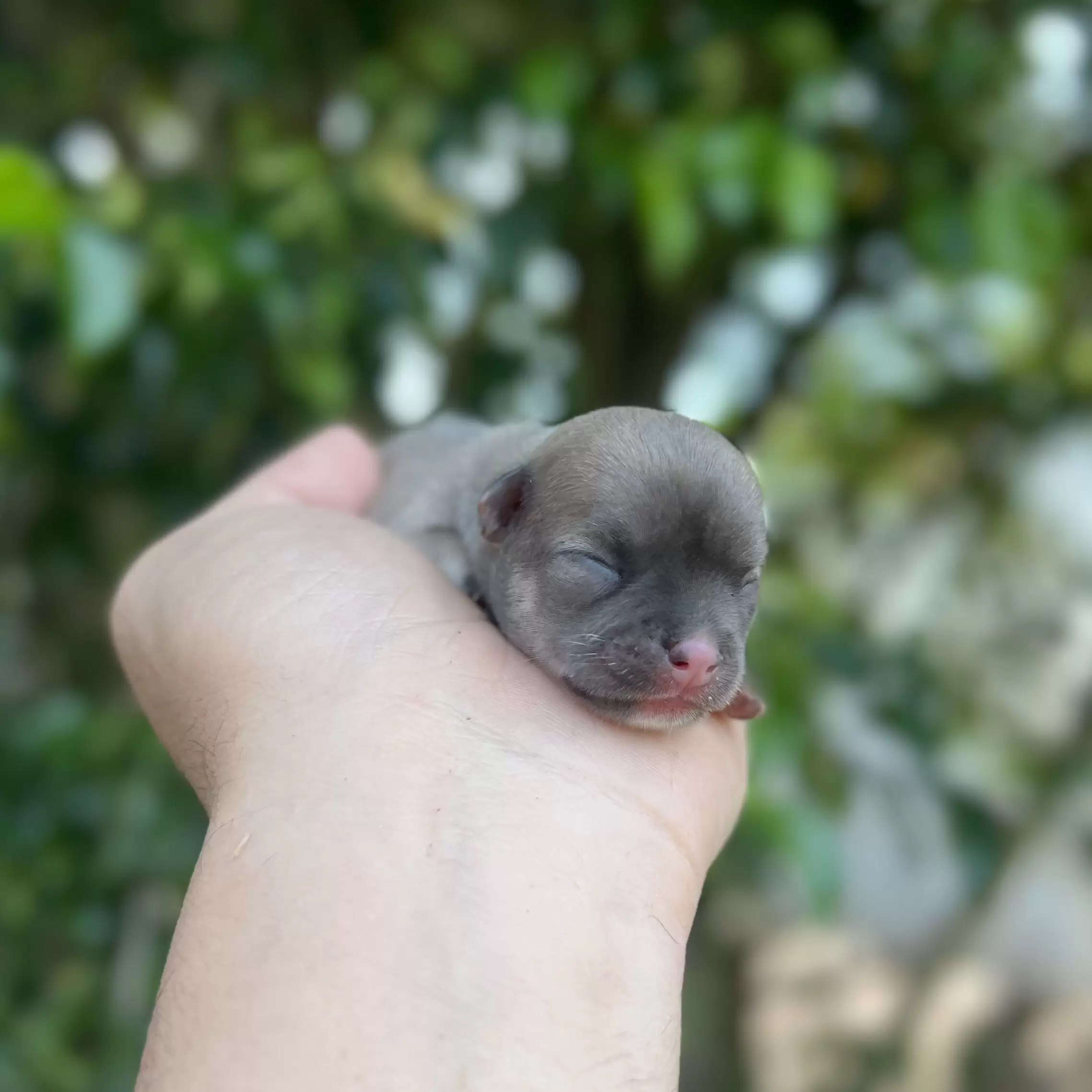 PEQUENO LOBO TIANA BLUE 