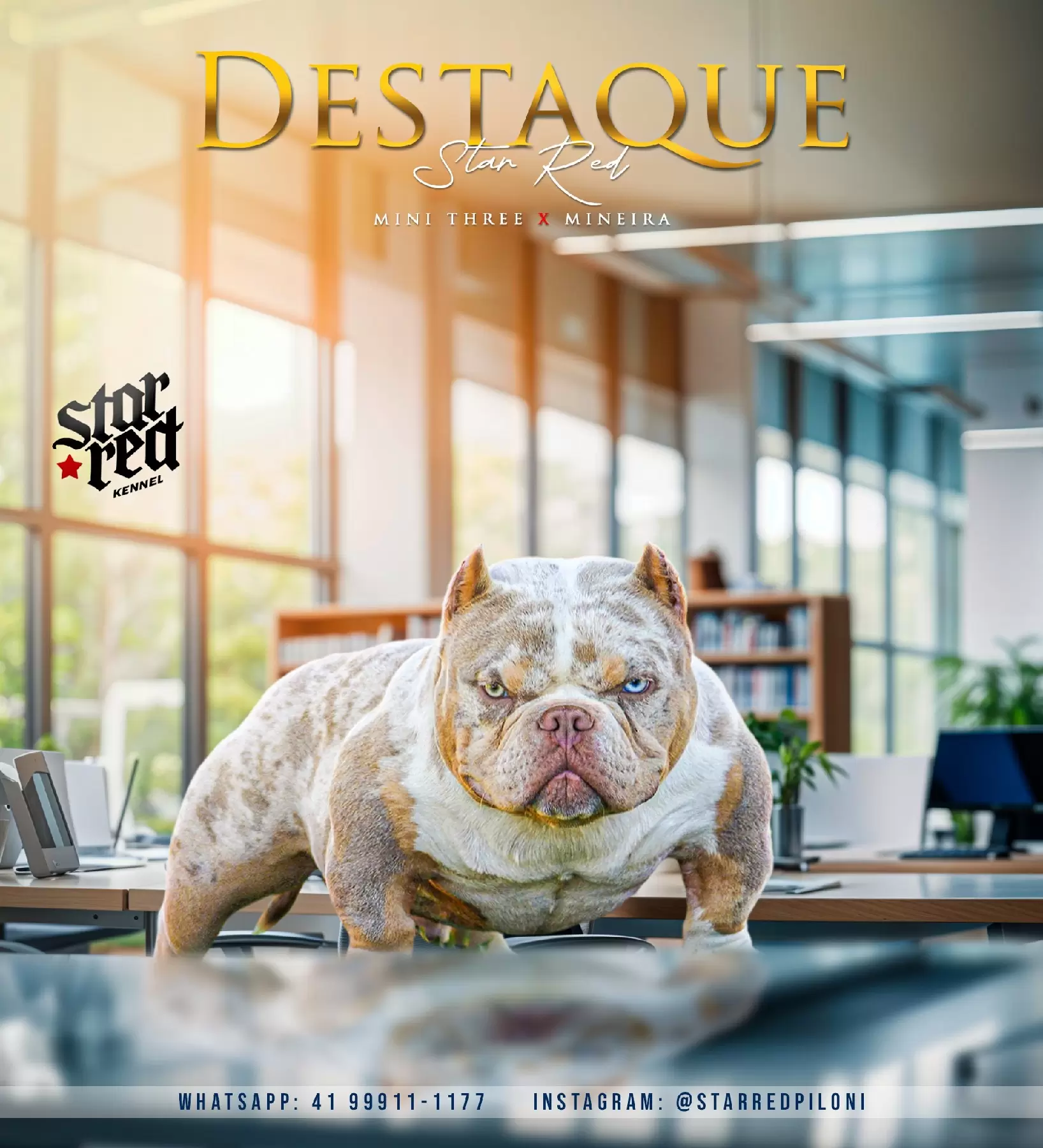 Destaque