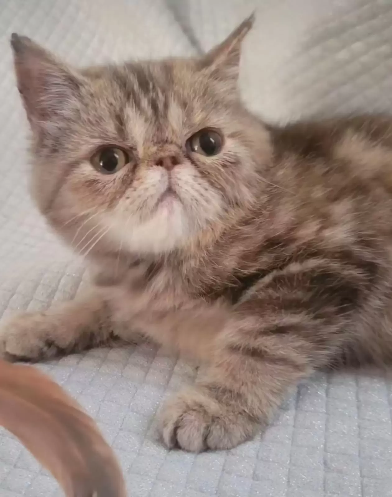 FelinaeCats Benjamim