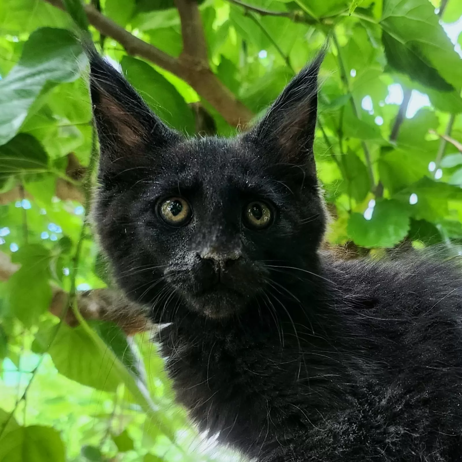 Panther