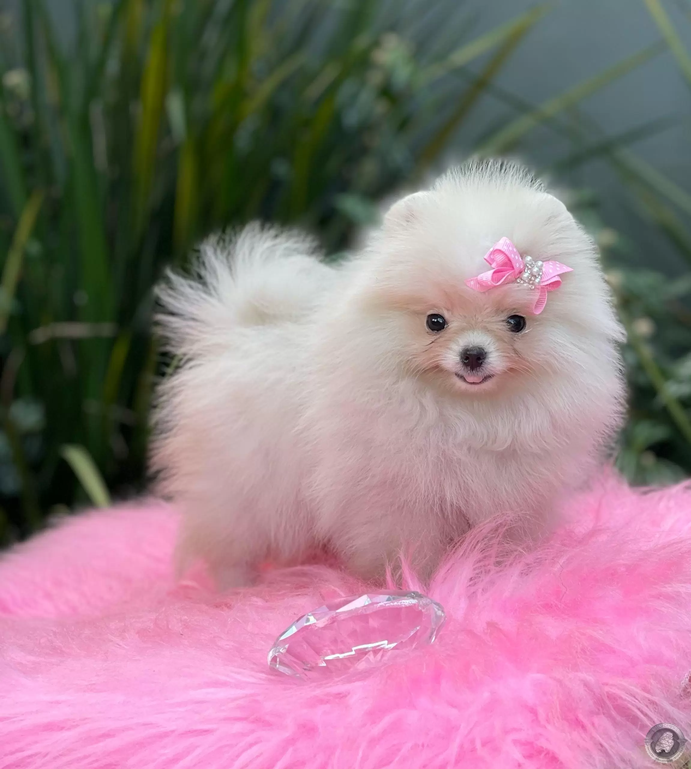 LITTLE CRYSTAL OPHELIA