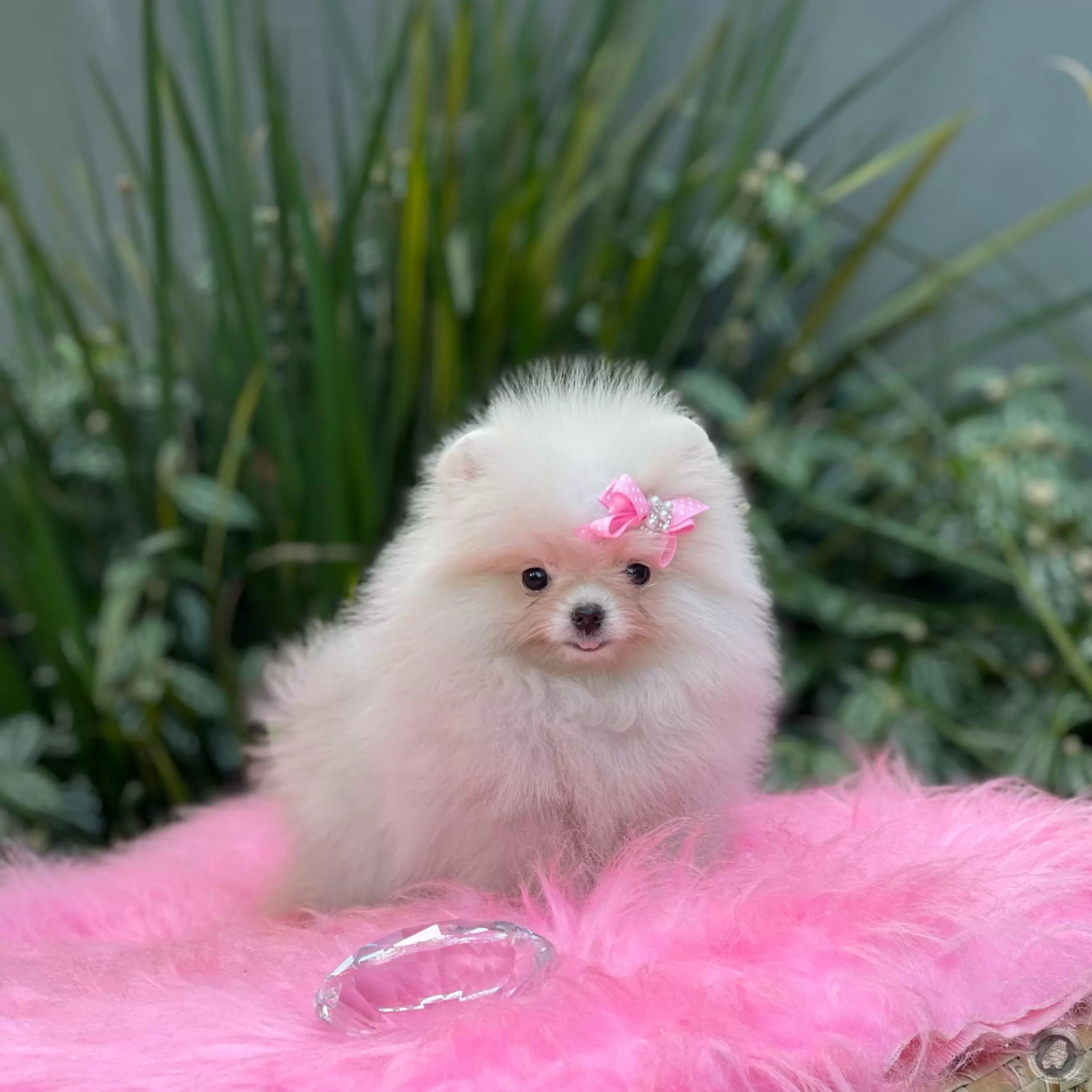 LITTLE CRYSTAL OPHELIA