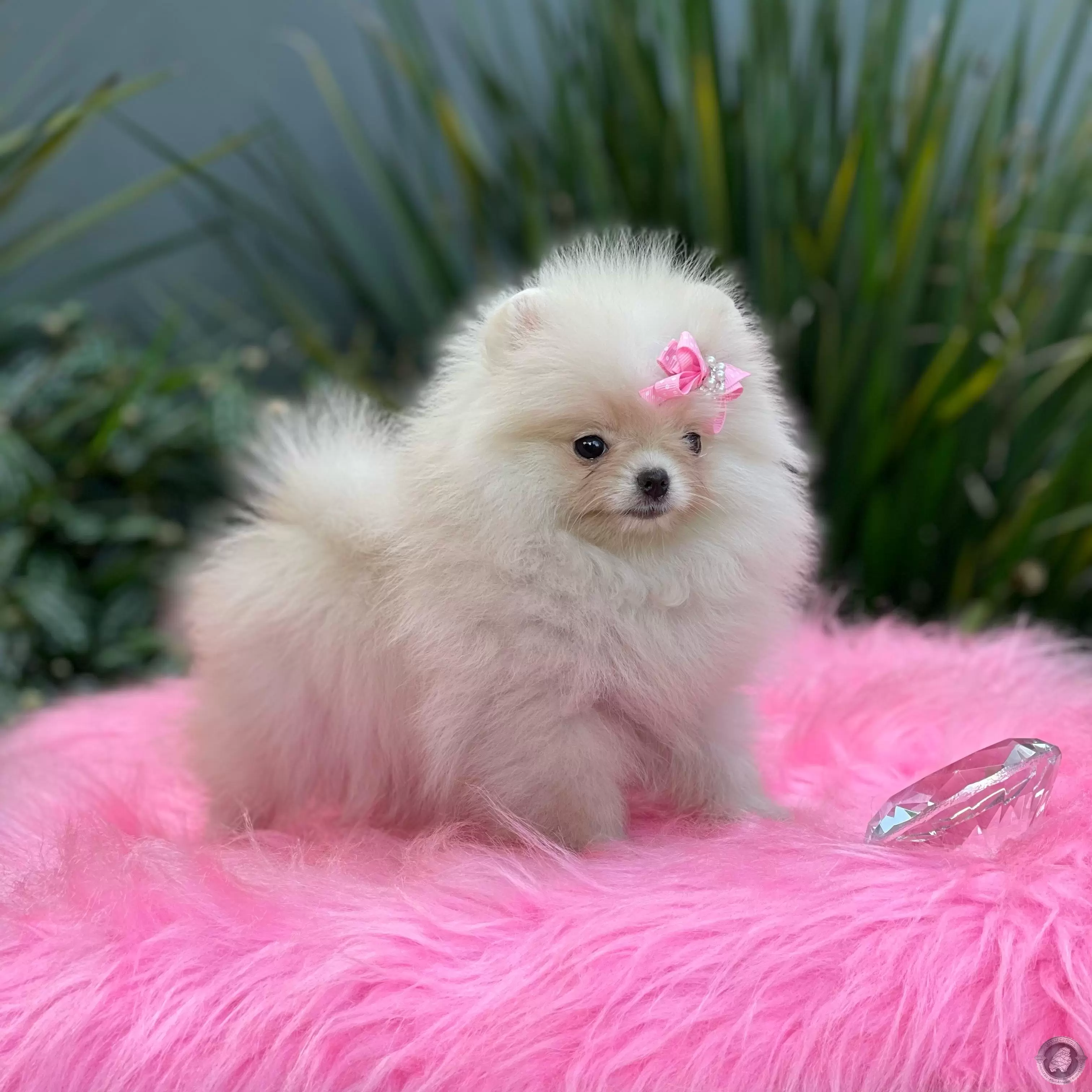 LITTLE CRYSTAL OPHELIA