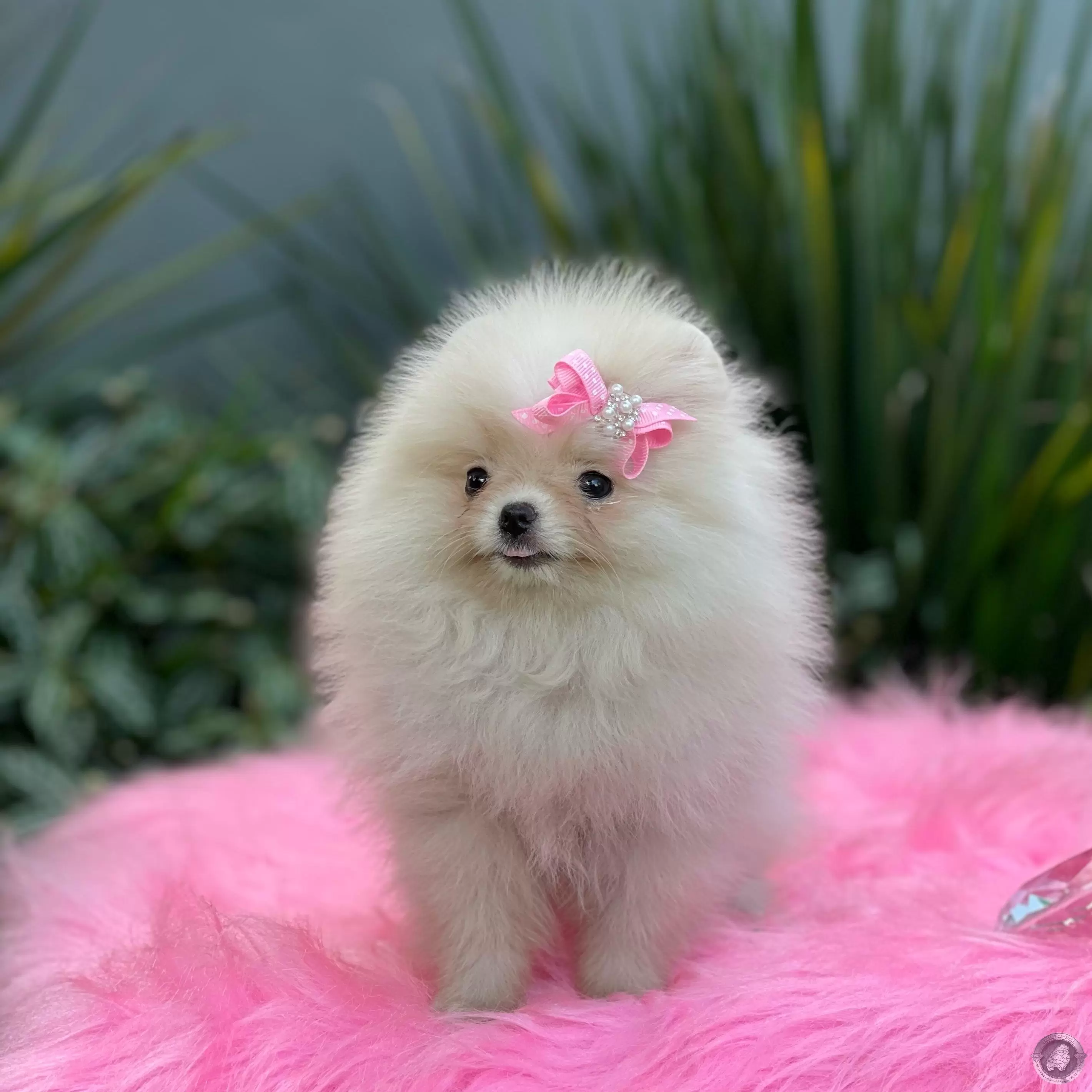 LITTLE CRYSTAL OPHELIA