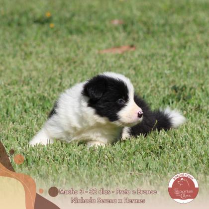 Chaco BO do Emporium dos Cães