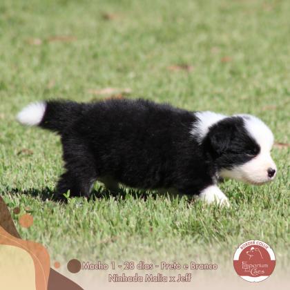 Curumim BR do Emporium dos Cães