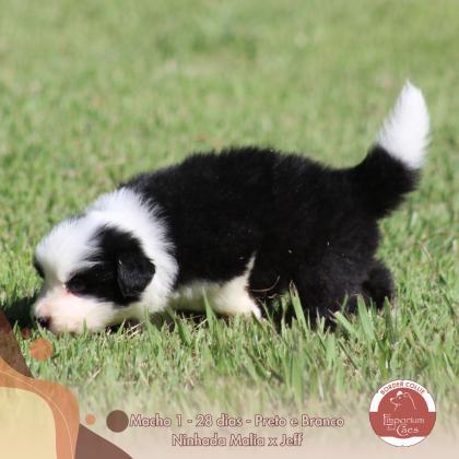 Curumim BR do Emporium dos Cães