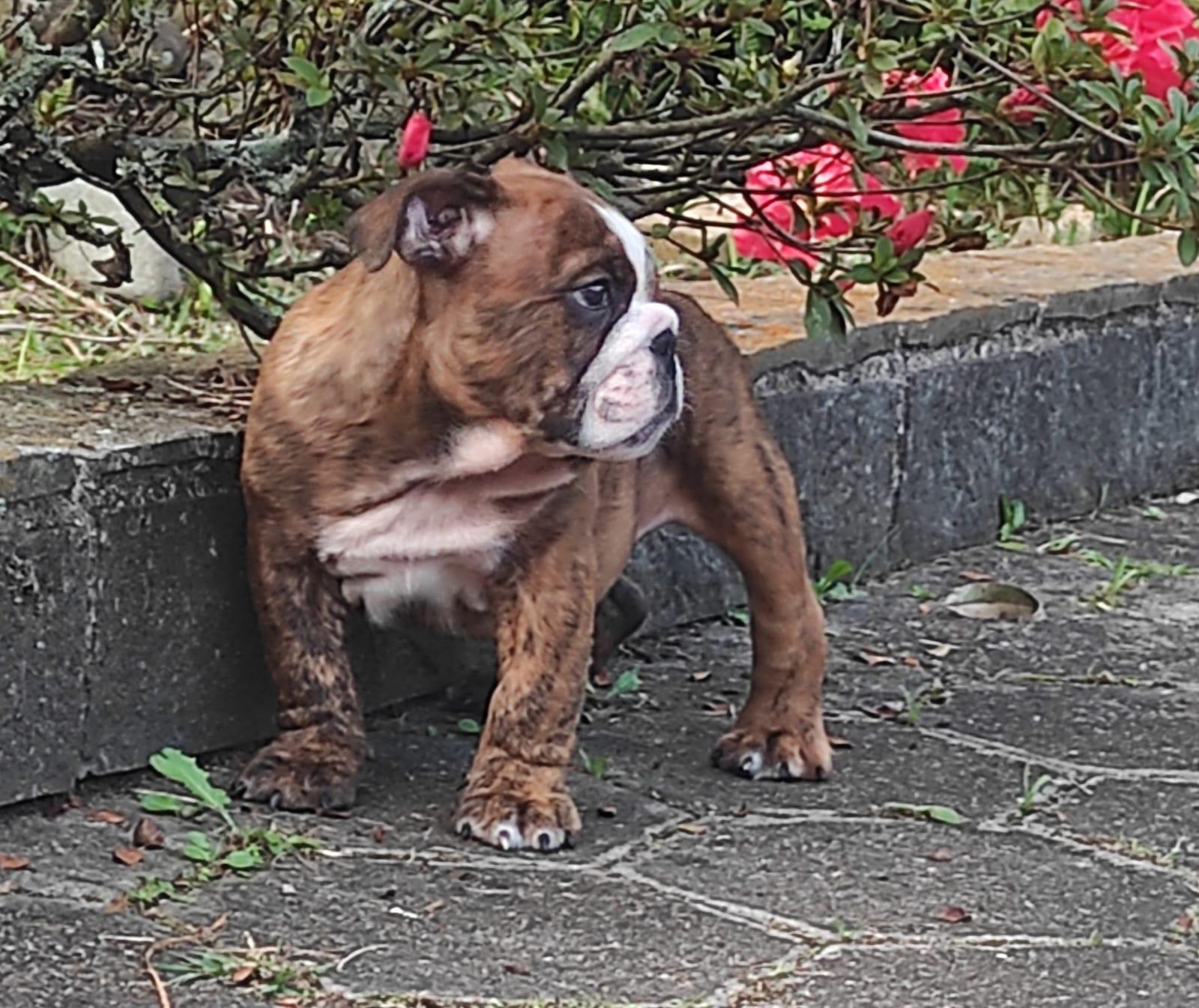 Macho 1