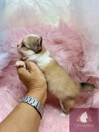 Macho Fulvo e Branco Pelo Longo