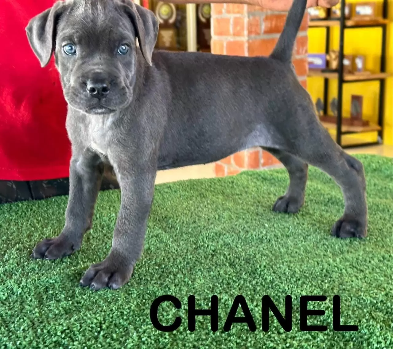 CHANEL