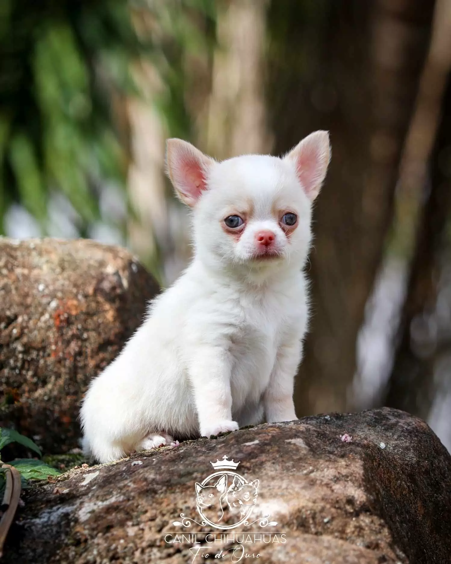 Macho Pelo Curto Creme C/ Branco