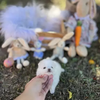 PEQUENO LOBO PRINCESA EVA 