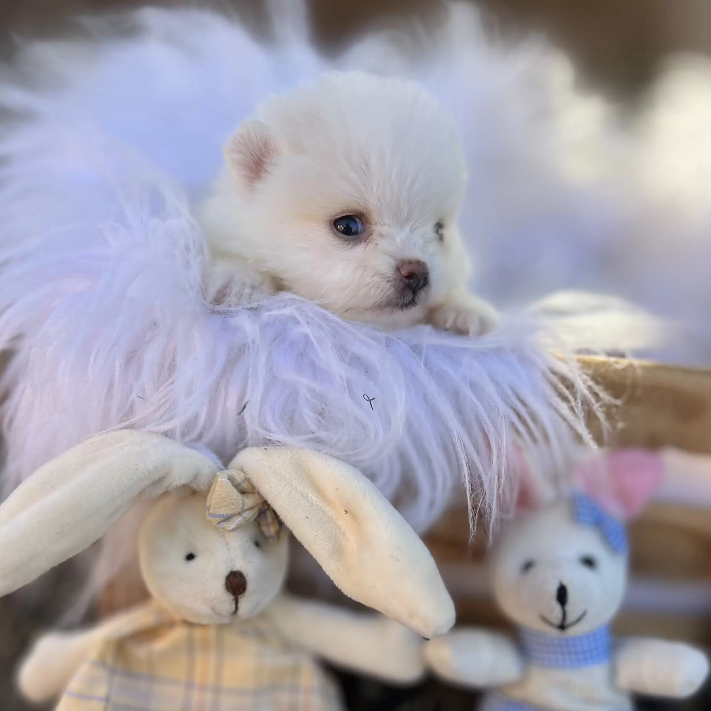 PEQUENO LOBO PRINCESA EVA 
