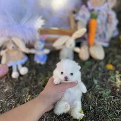 PEQUENO LOBO PRINCESA EVA 