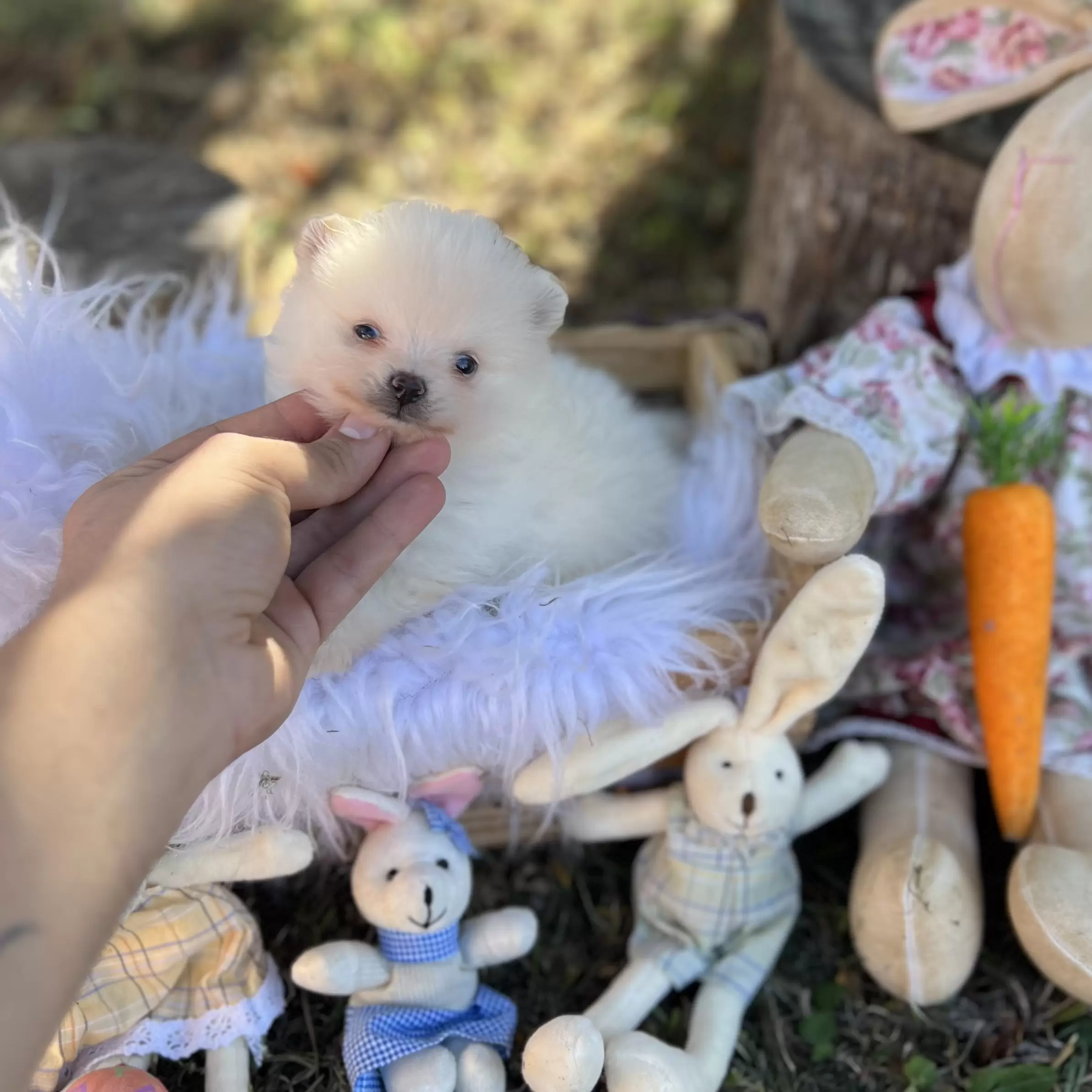 PEQUENO LOBO PRÍNCIPE CHARLES 