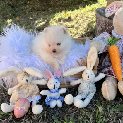 PEQUENO LOBO BARBIE GIRL