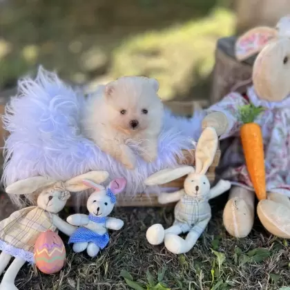 PEQUENO LOBO BARBIE GIRL