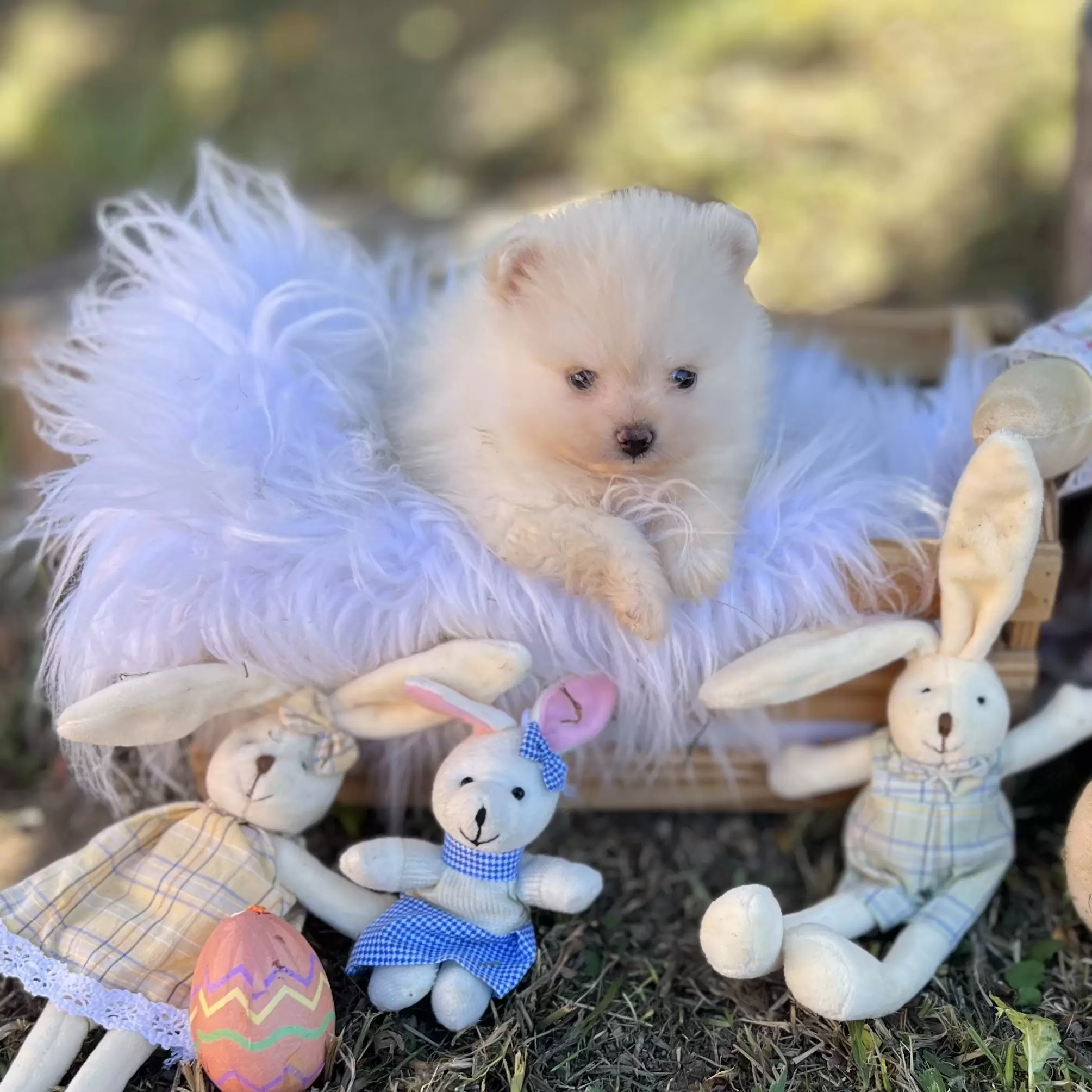 PEQUENO LOBO BARBIE GIRL