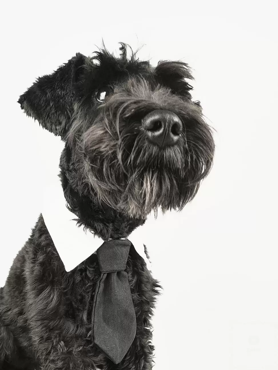 ALFRED