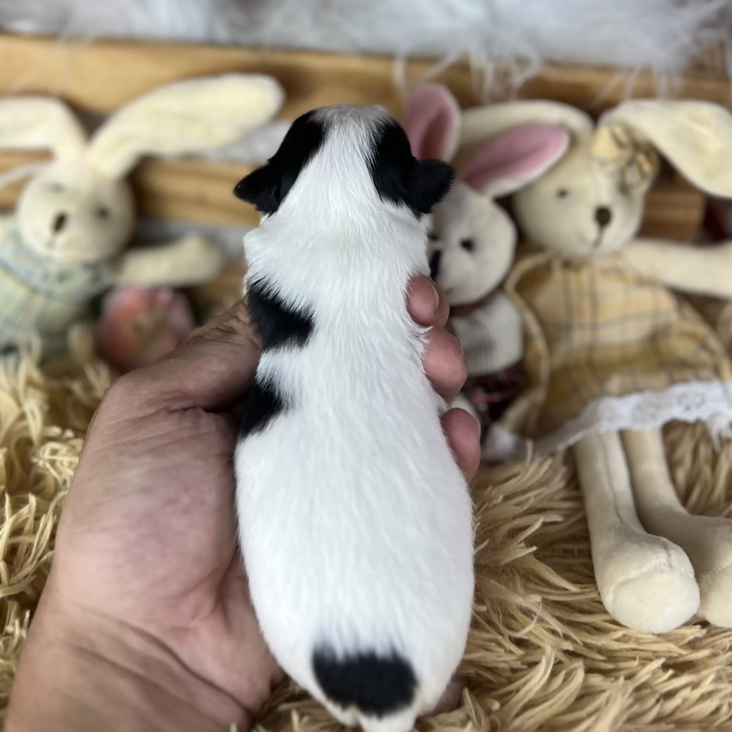 PEQUENO LOBO XIMBINHA