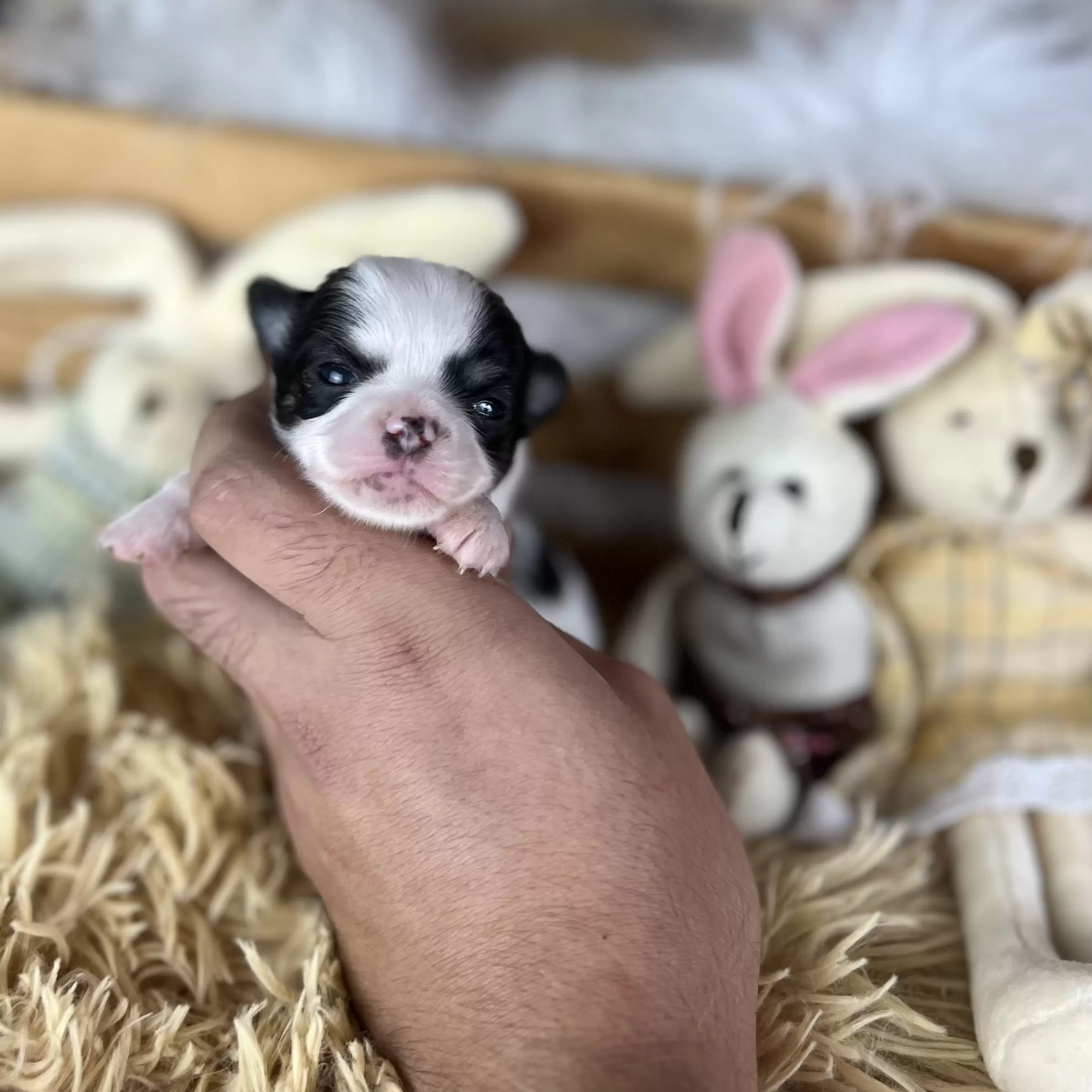 PEQUENO LOBO XIMBINHA