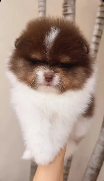 BONO