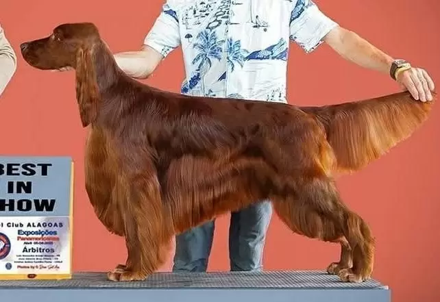 Ivar