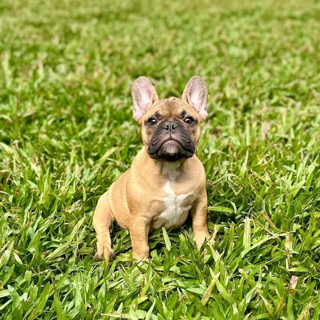 Ember 