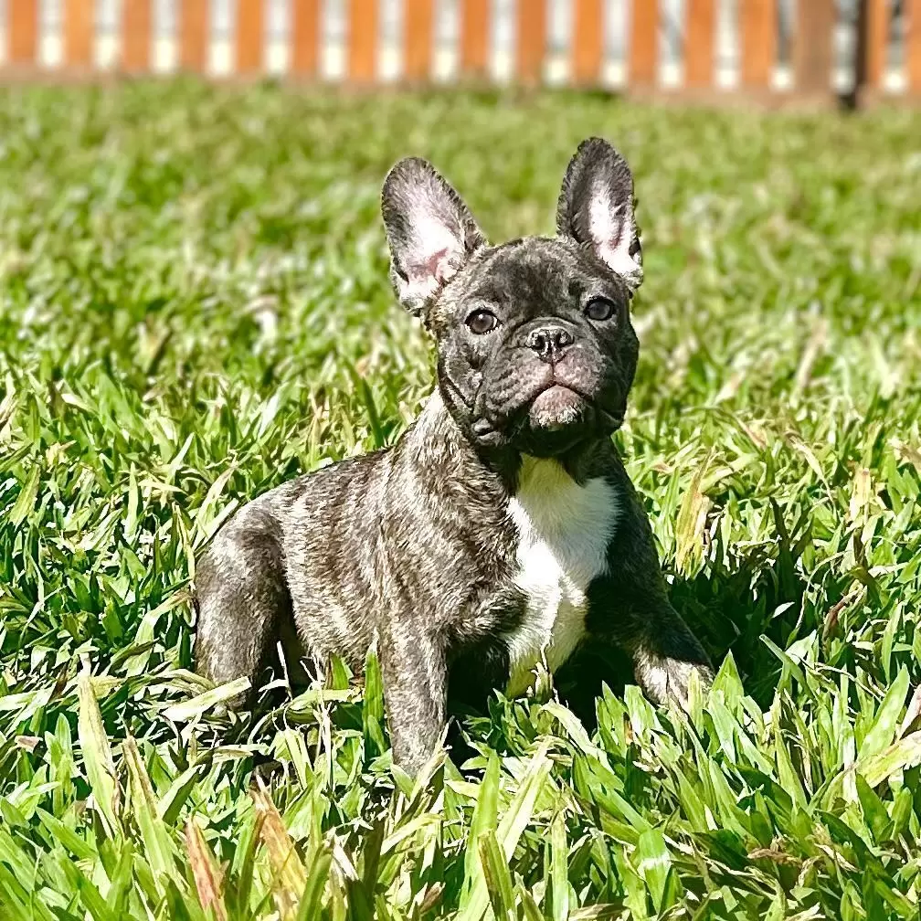 Elliot