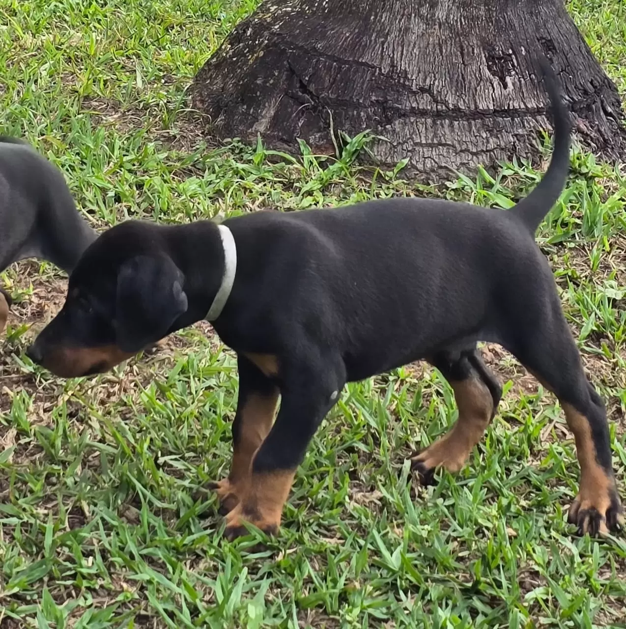 Macho R$ 4.500,00