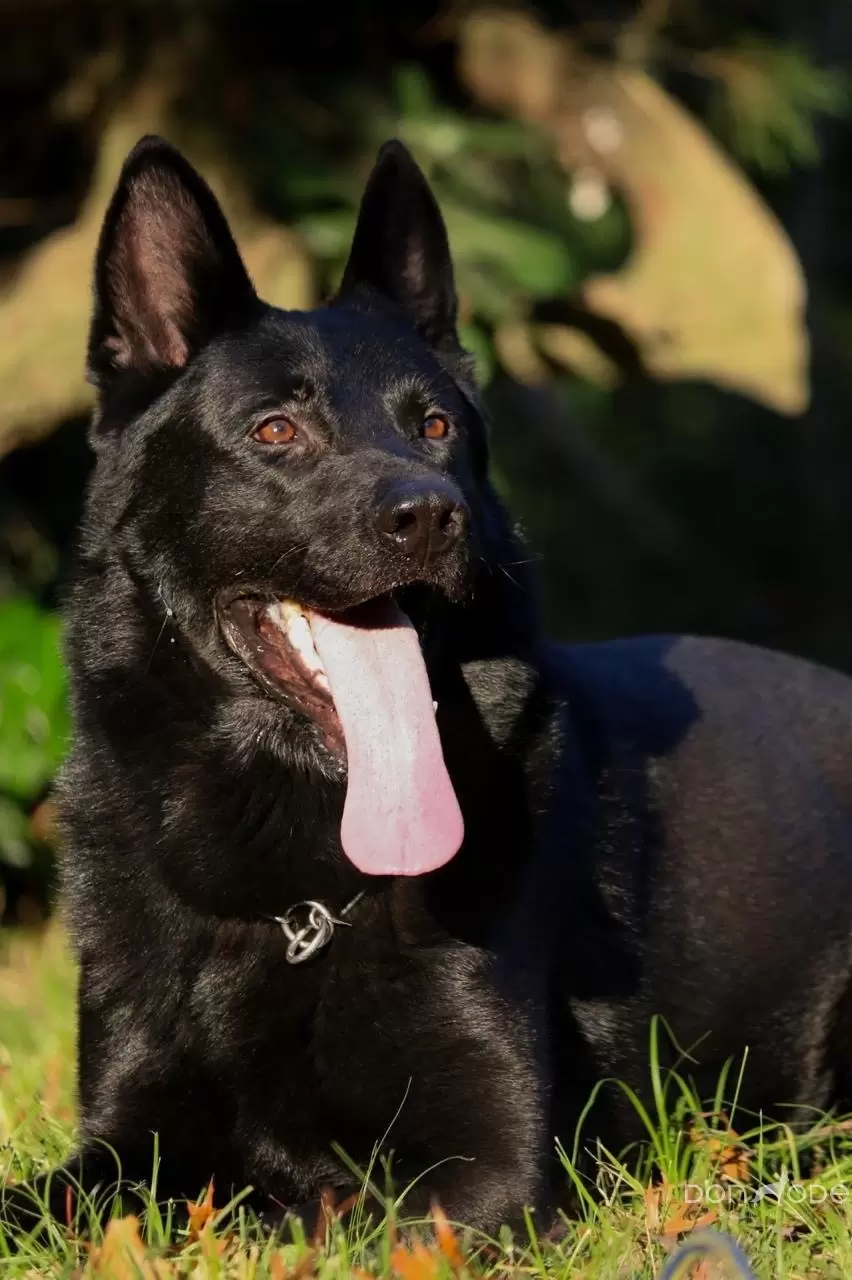 Lobo