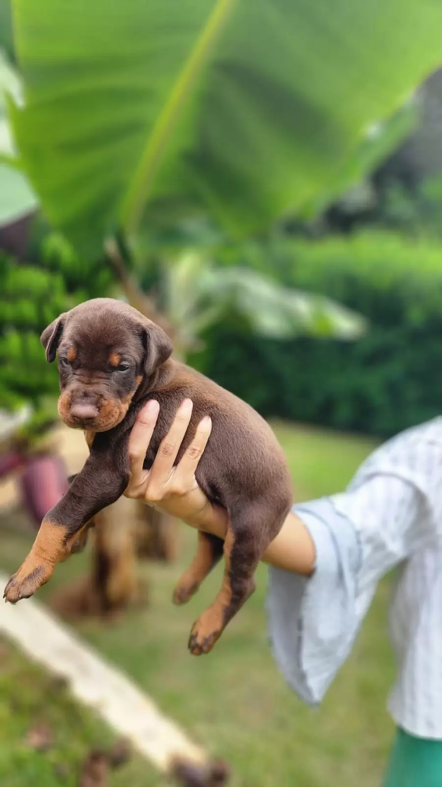 Macho R$5500,00