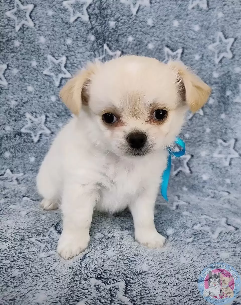 Macho pelo longo creme 