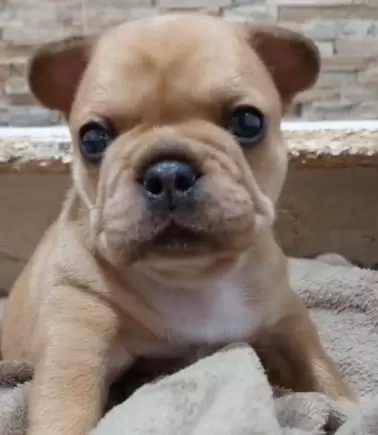 Pedrinho