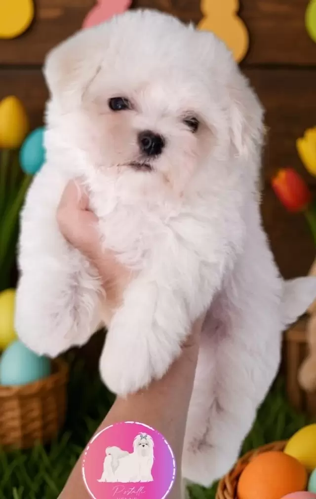 POSTALLI KENNEL