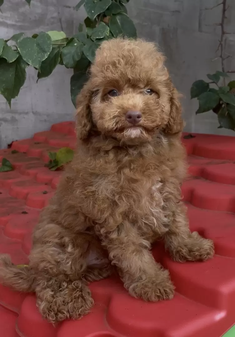 Poodle macho red 