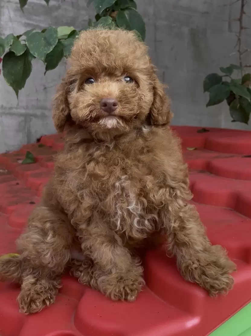 Poodle macho red 
